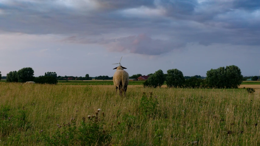 an animal that is standing in the grass