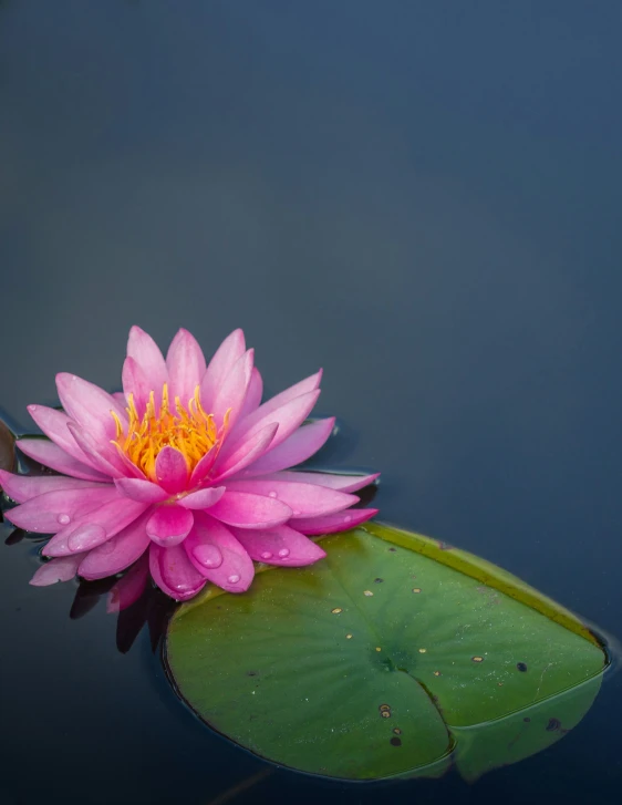 a pink lotus flower with yellow stamen rests on a green leaf