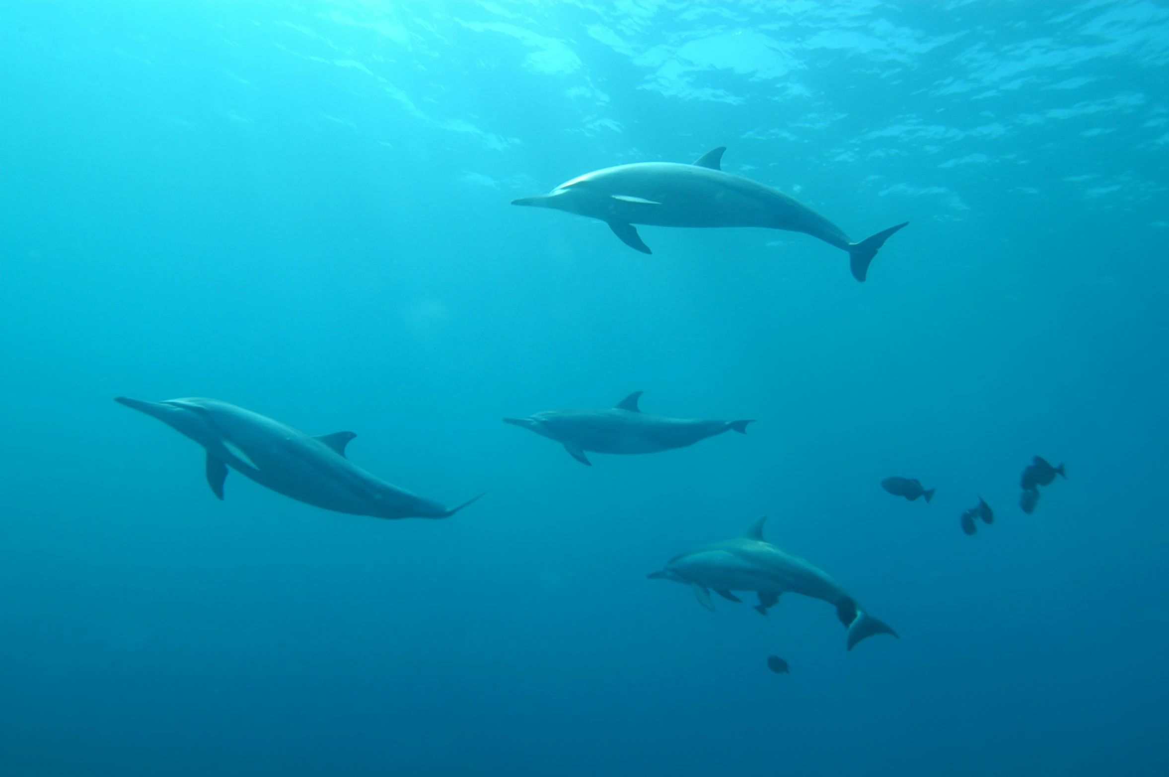 a number of dolphins in the water near one another