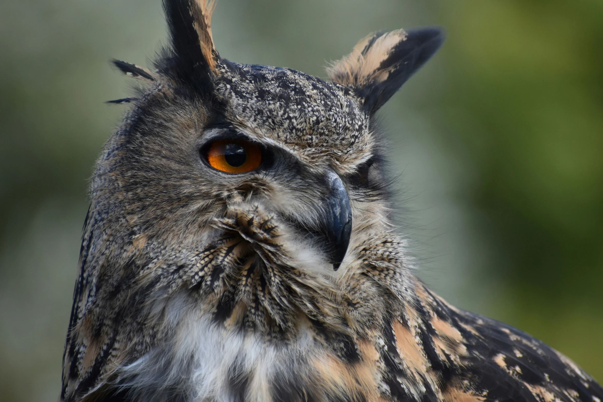 a very large, black and brown owl with big eyes