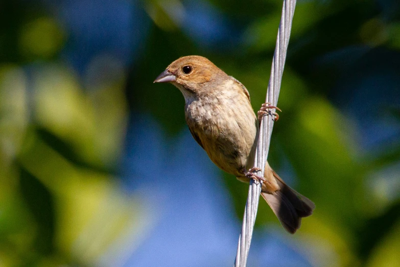 small brown bird perched on twig of tree