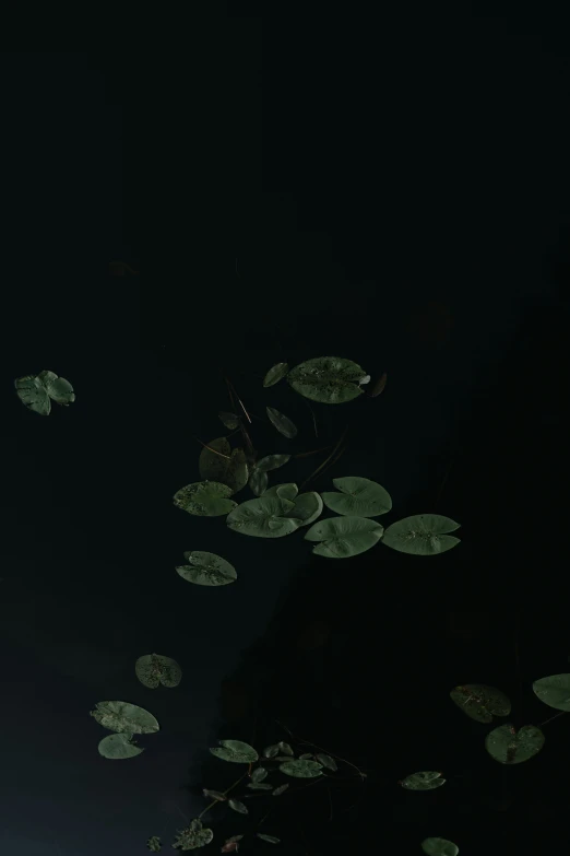 a group of leaves floating in the dark
