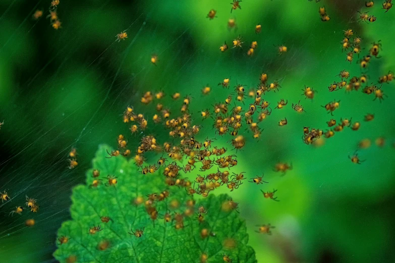 a lot of small brown bugs crawling in the grass