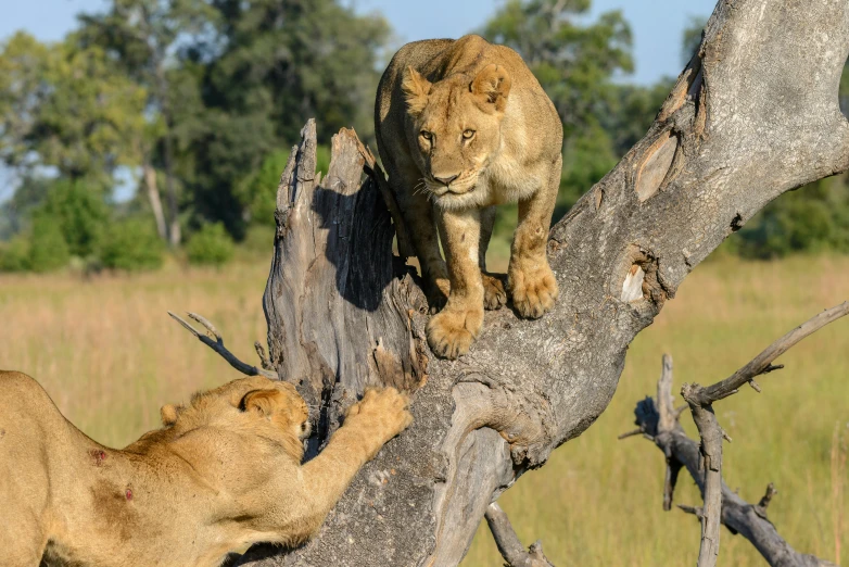 a couple of lions are climbing a tree