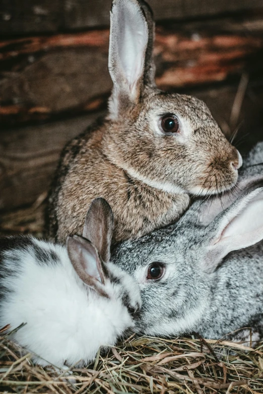 a small gray rabbit sitting next to a smaller bunny