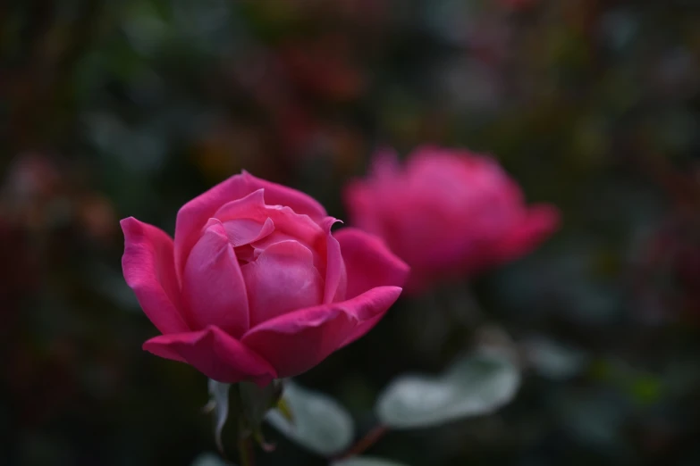 a flower with pink flowers behind it