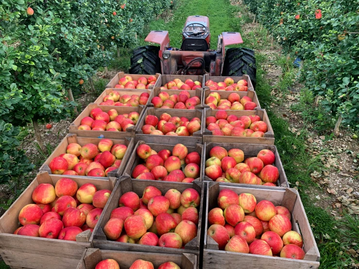 a person standing in an orchard surrounded by rows of apple trees and fruit boxes