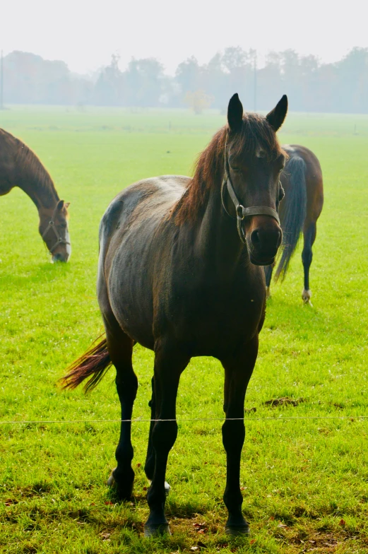 two horses are standing in a field with each other