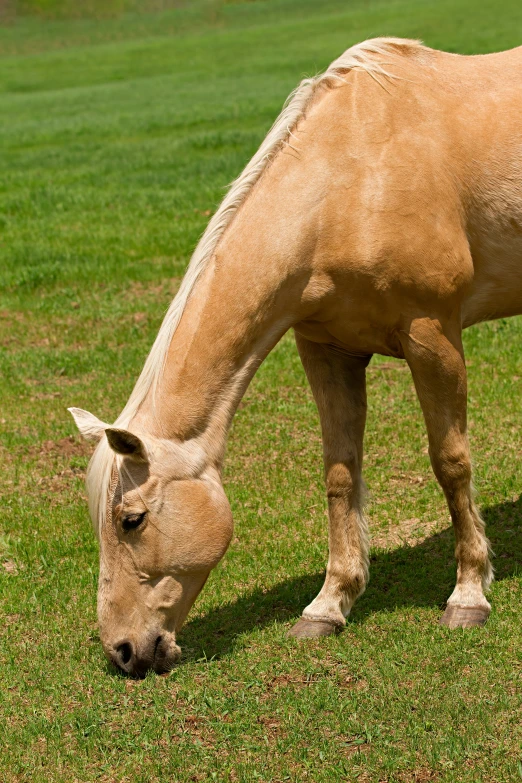a single brown horse is grazing in the pasture