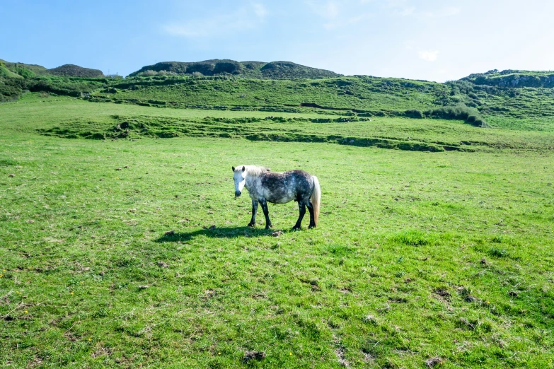 a gray horse is in a green pasture