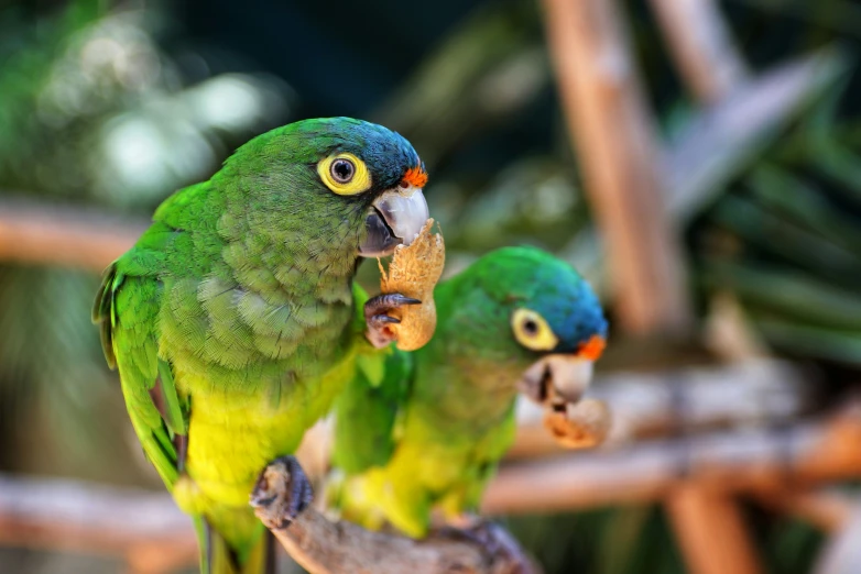 two green parrots with beaks sitting on a nch