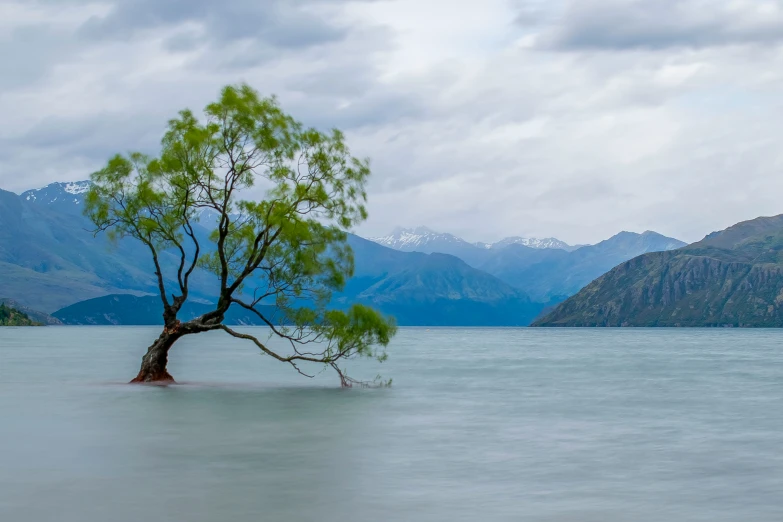 a tree in the middle of a lake