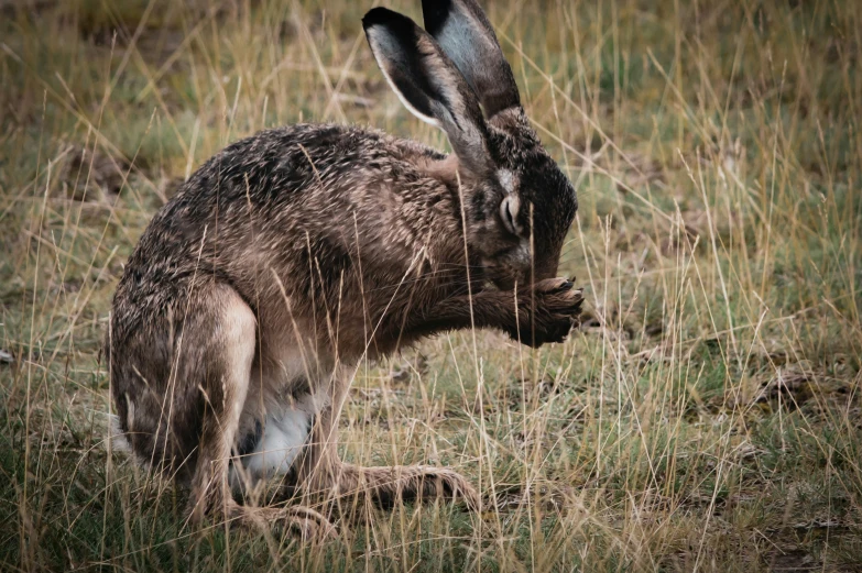 a rabbit is looking for soing to eat