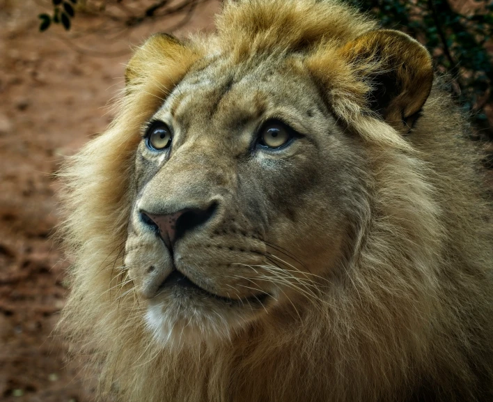 an adult lion looks out for a nearby meal