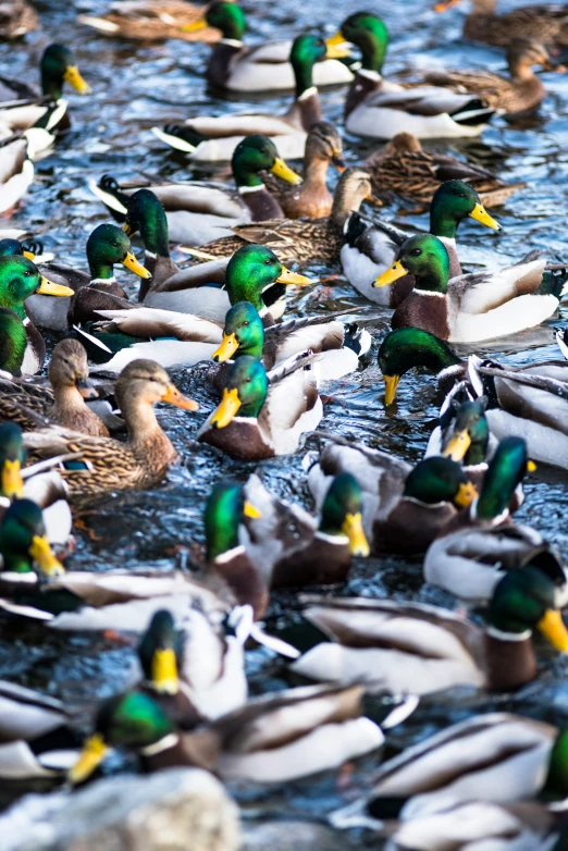 ducks are swimming in the water surrounded by rocks