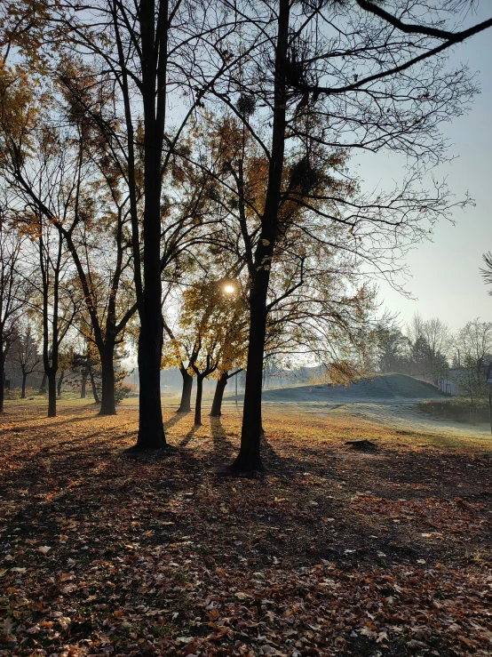 a large park with trees and a sun light