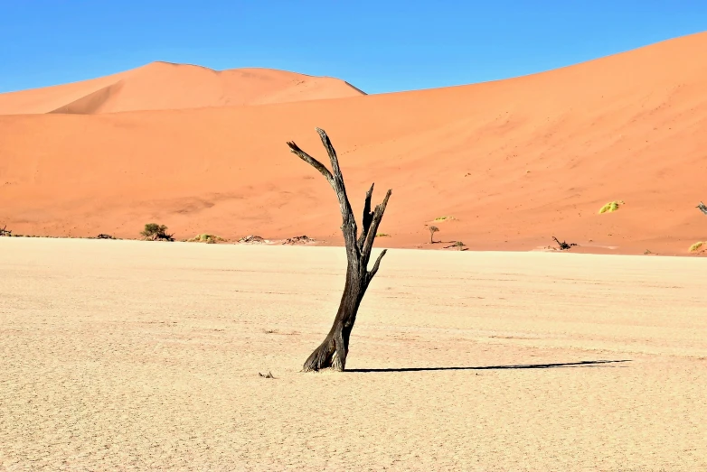 small tree in middle of desert near large sand hill