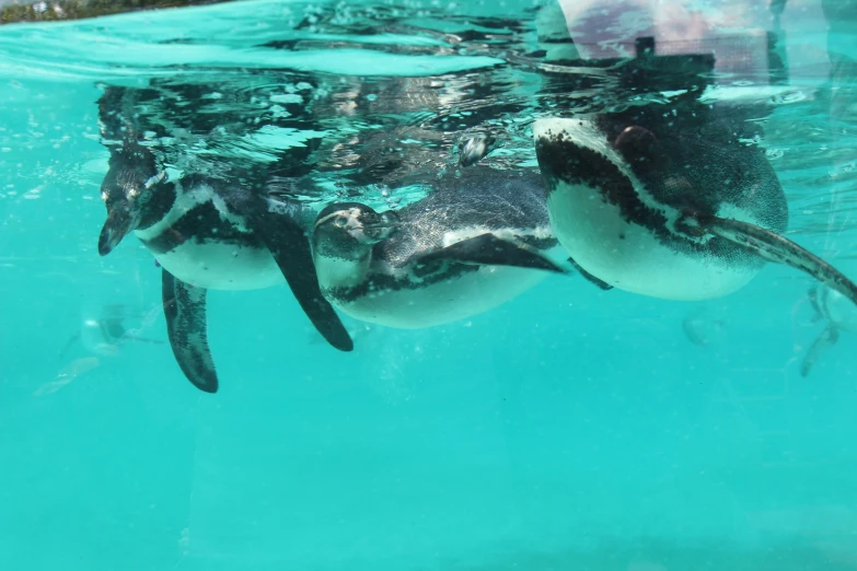 penguins swimming underwater in the ocean with clear water