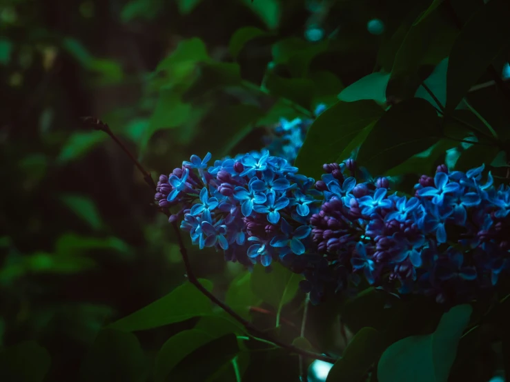 blue flowers with green leaves are in the dark