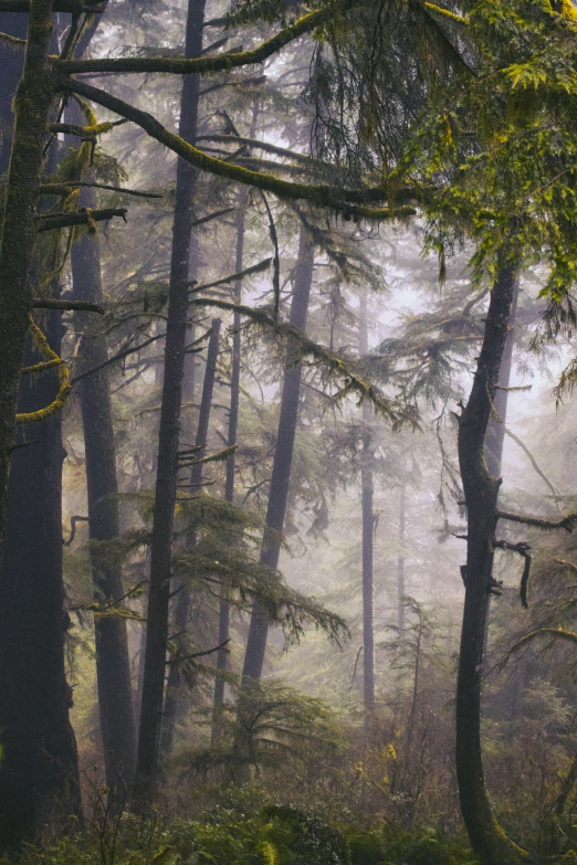 fog covers a wooded area with trees and tall grass