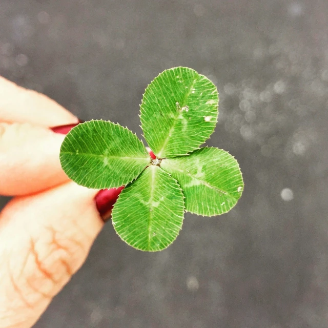 a four leaf clover with its bright green markings