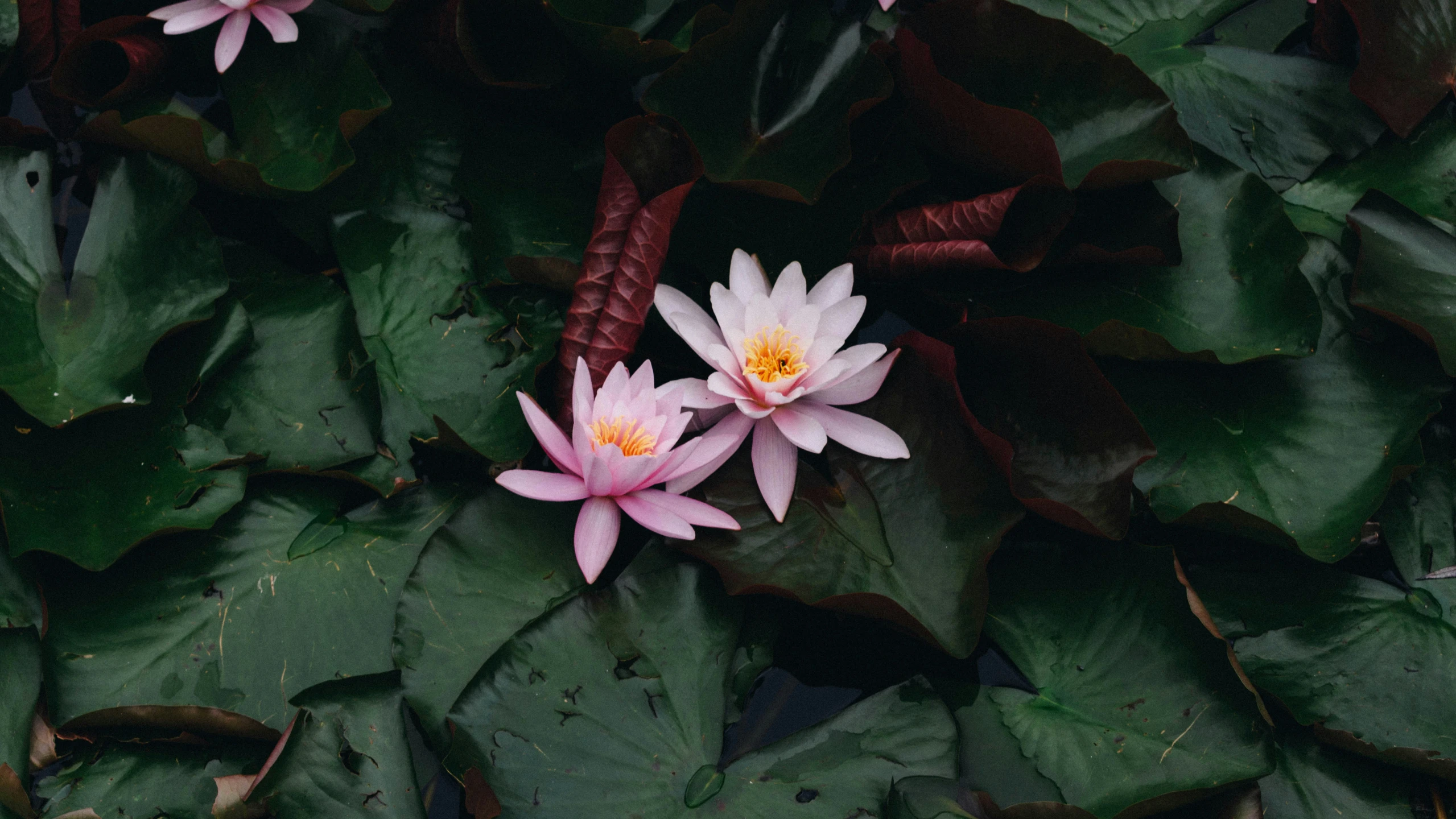 two pink water lilies with green leaves behind them