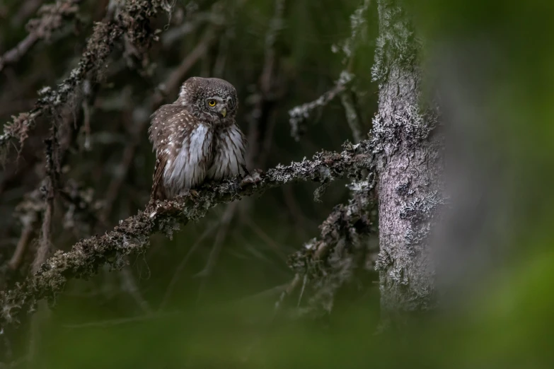 an owl sitting on a tree nch by itself