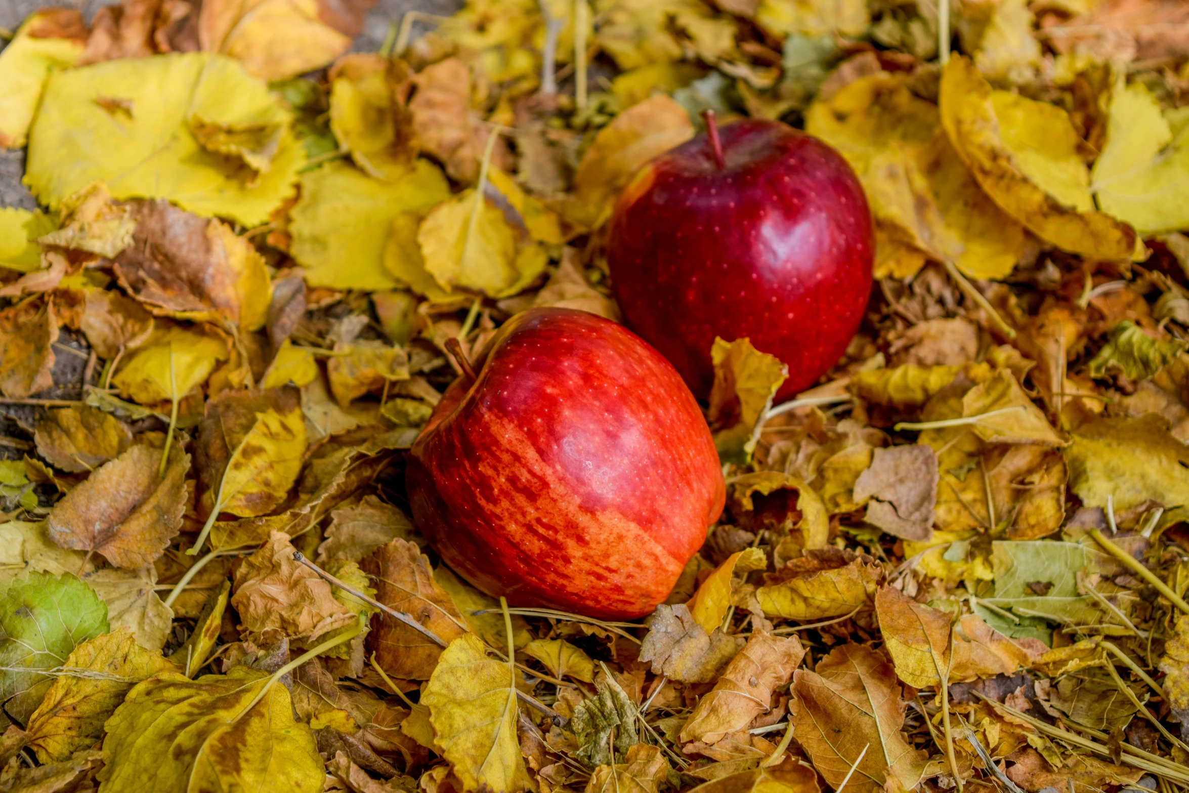 an apple and an orange are sitting in leaves