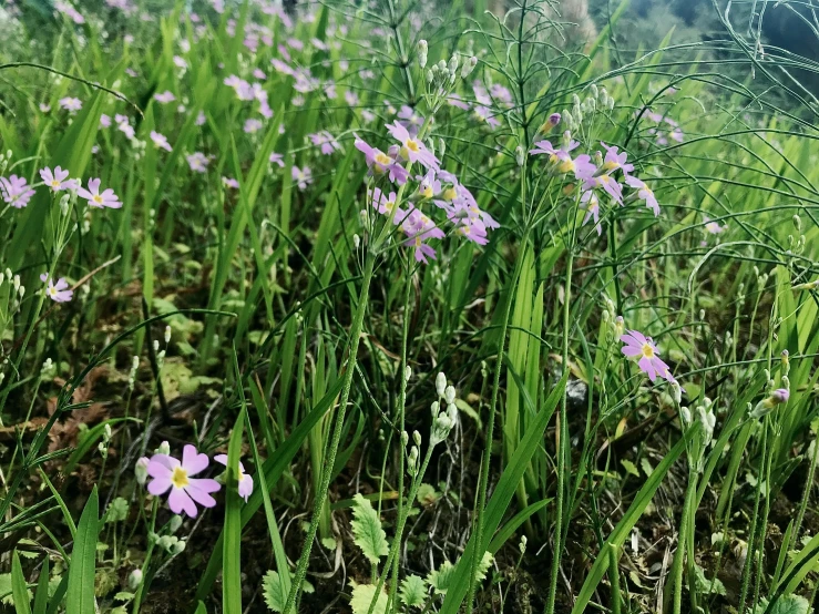 pink flowers are growing in the green grass