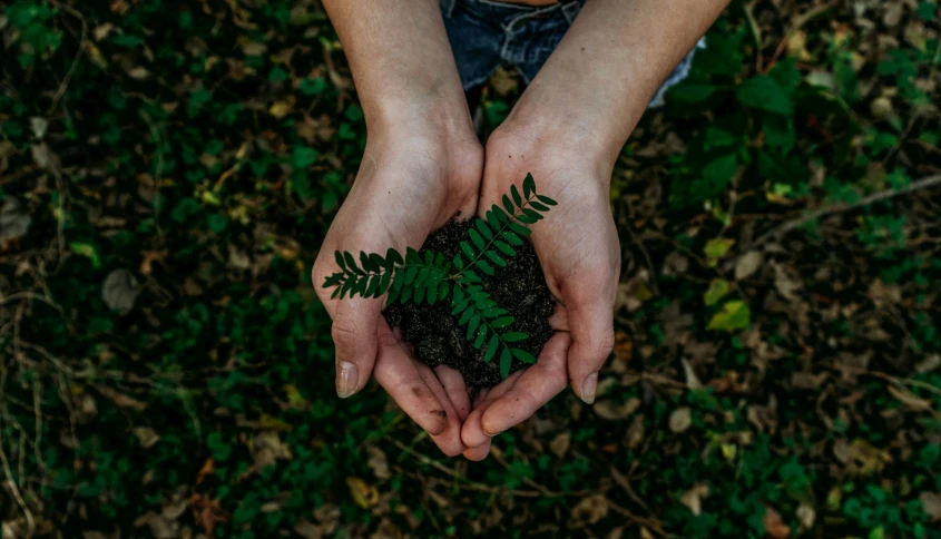 the person holding the plants in their hands has dirt all over it