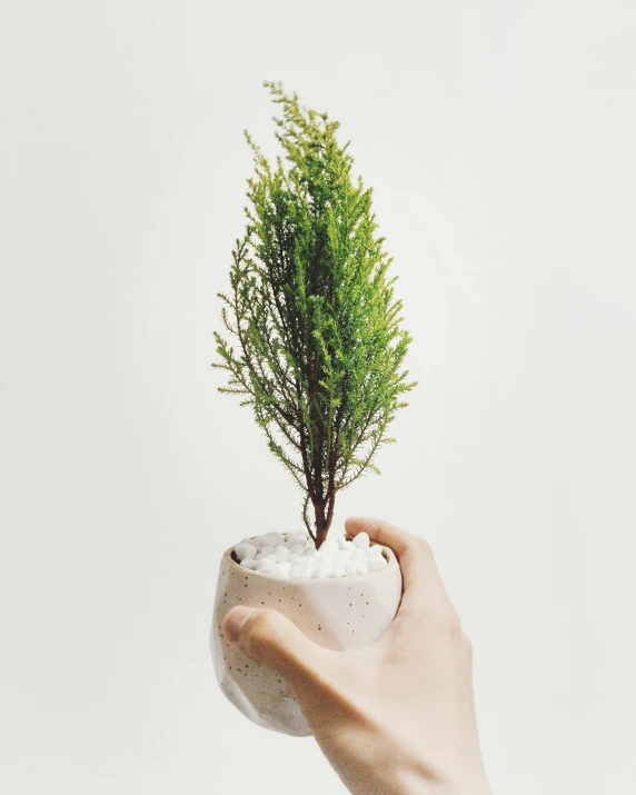 there is a small plant growing out of a pot