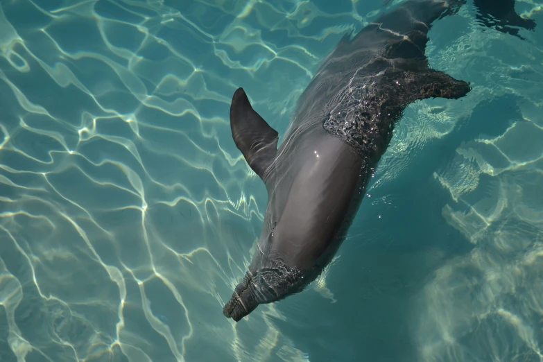 an image of dolphin in water going to snagg