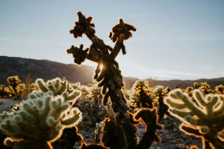 the sun peeking through a cactus tree in the desert