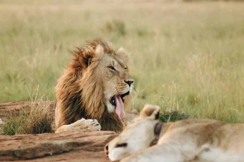 an animal sitting next to another animal on a field