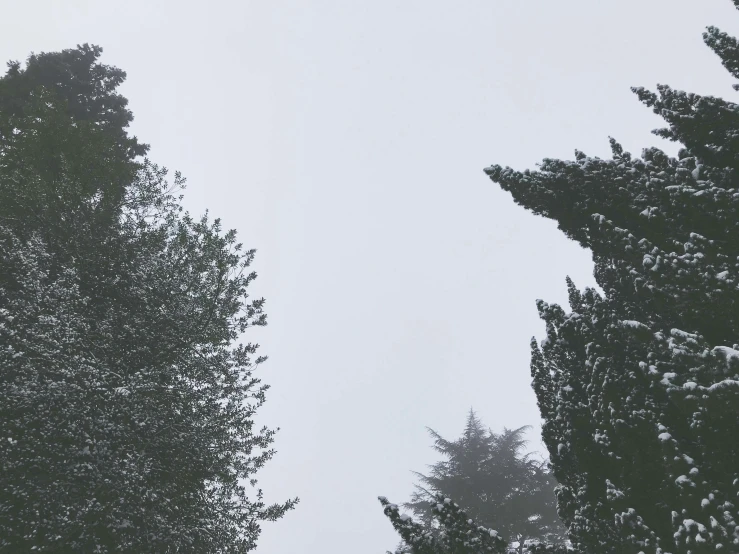 view through trees with snow on it