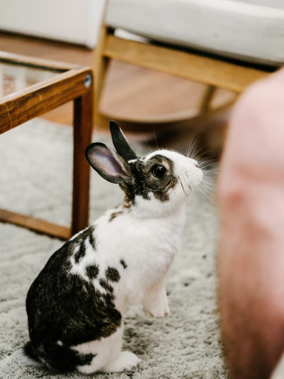 a bunny is sitting on the carpet near a chair