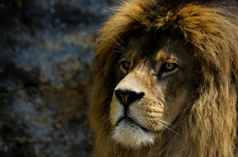 a lion that is in front of some kind of rock