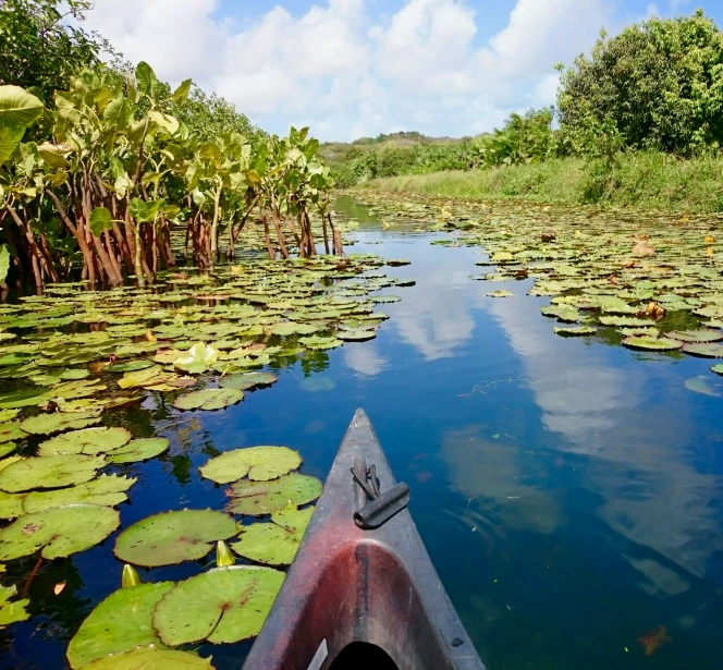 a canoe on the edge of a calm lake with lilli water lillies