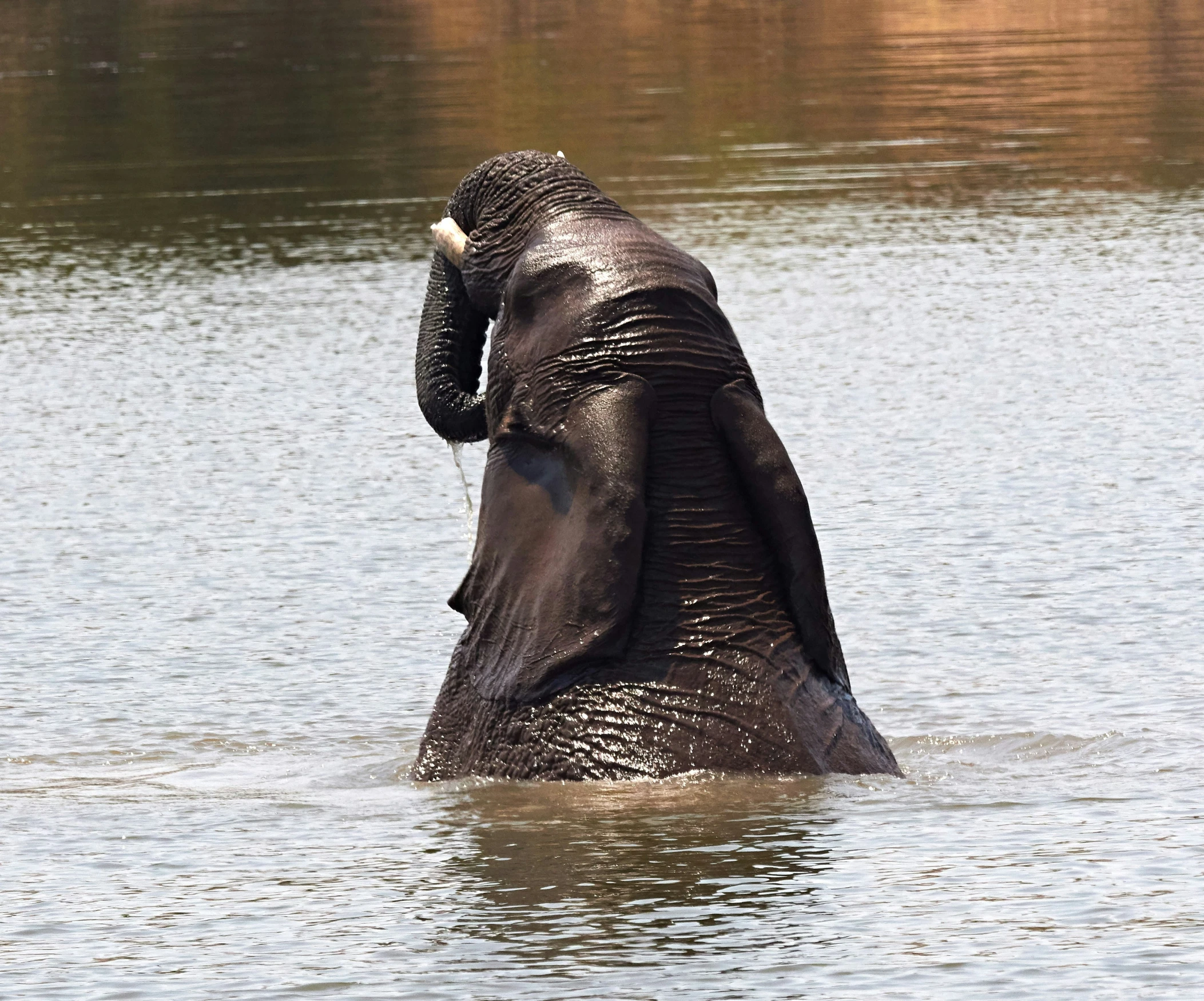 a elephant sitting on top of a body of water