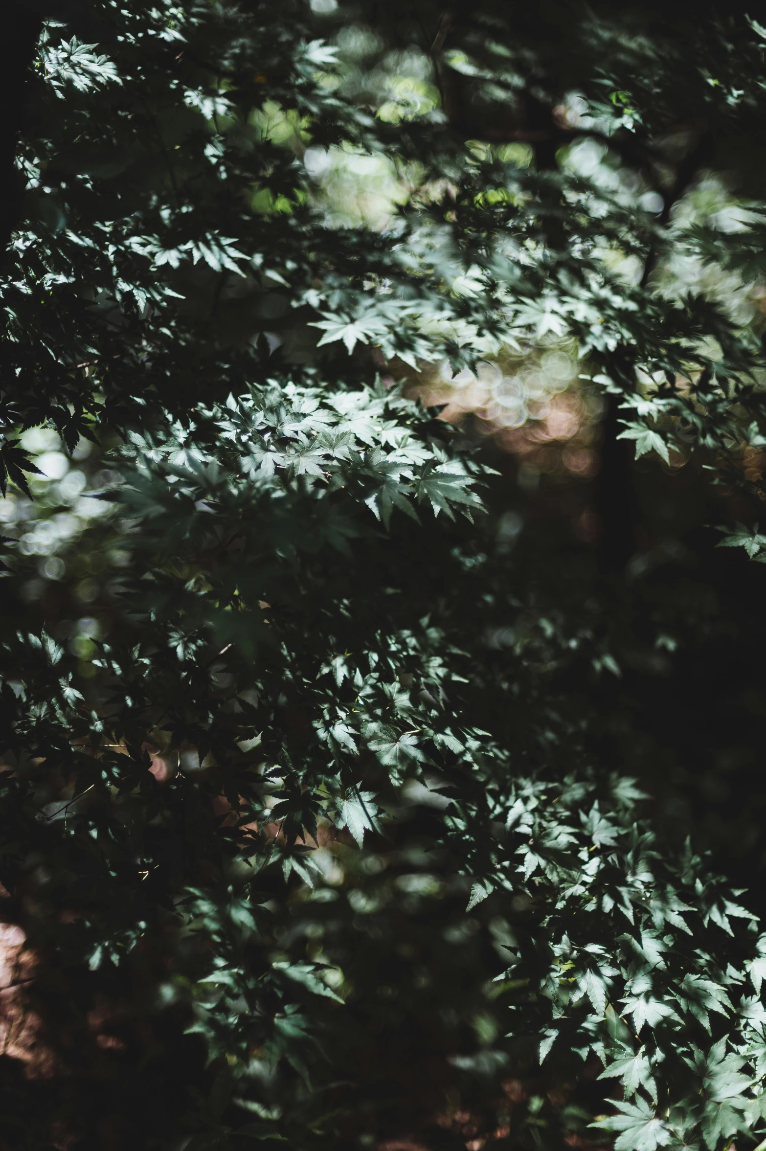 a picture taken from below of the leaves and nches