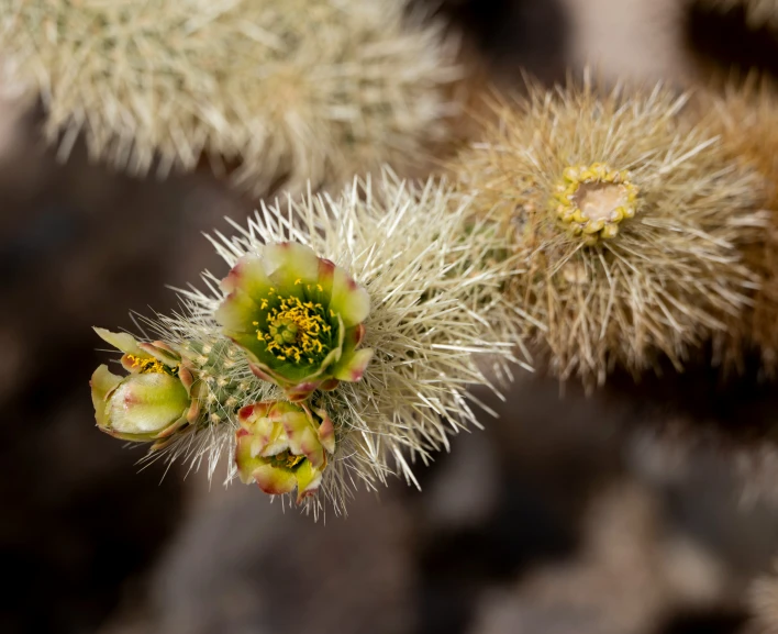 this po is of the blooming flowers on a cactus plant