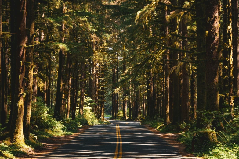 the road is surrounded by lots of trees