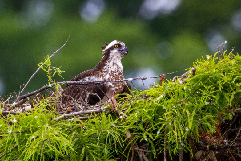 an eagle sits in the grass behind barbed wire