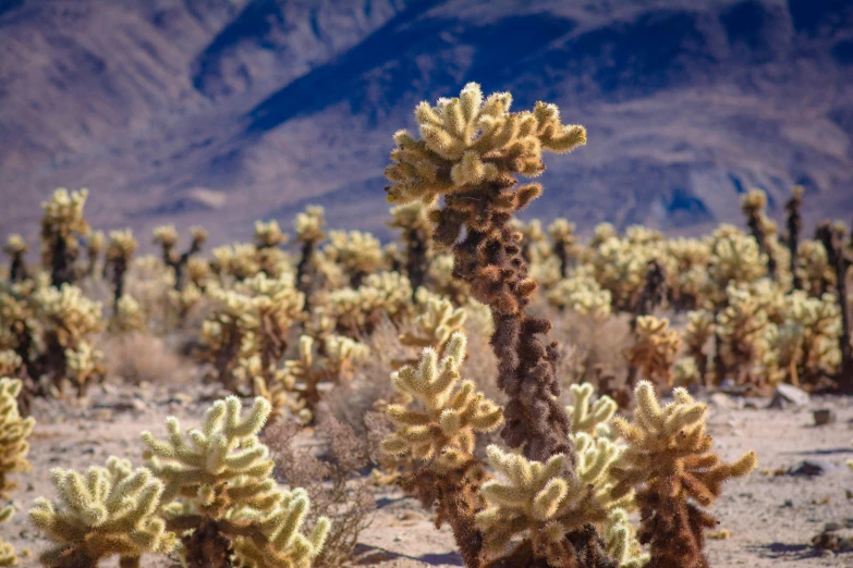 a closeup of a large tree in a barren area with mountains