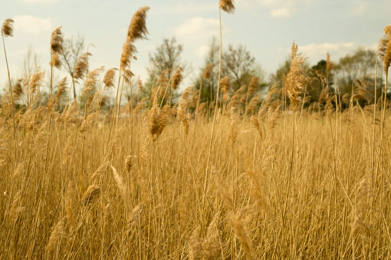 an open field with tall brown grass in it