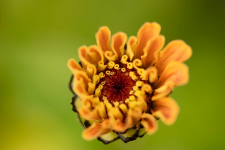 an odd orange flower with black tips is shown