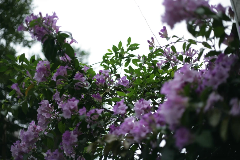 a purple flowery tree with leaves blowing in the wind