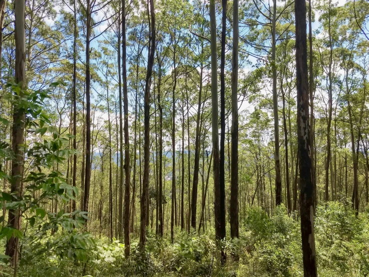 a forest with lots of trees on each side of it