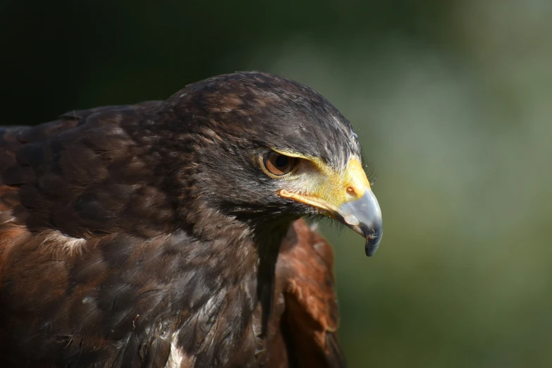 an eagle with long feathers and yellow eyes