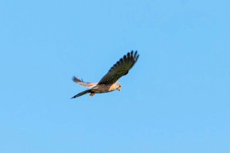 a large bird flying through the air on a clear day
